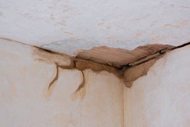 Best Mold removal after water damage  in Burlington, WI